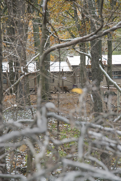 What Happened When The Lions Moved Into Grand Bend, Ontario