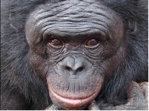 Bonobo 5