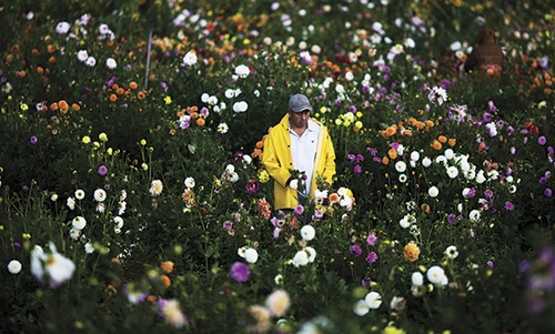 Gathering Flowers for Home