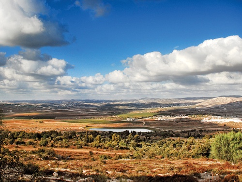 Planting Over Palestine