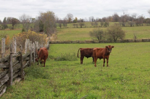 Michael Schmidt and the Battle Over Raw Milk